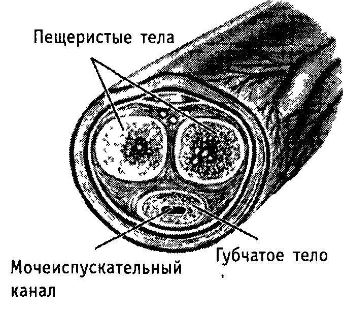 Как можно повлиять на размеры пениса?